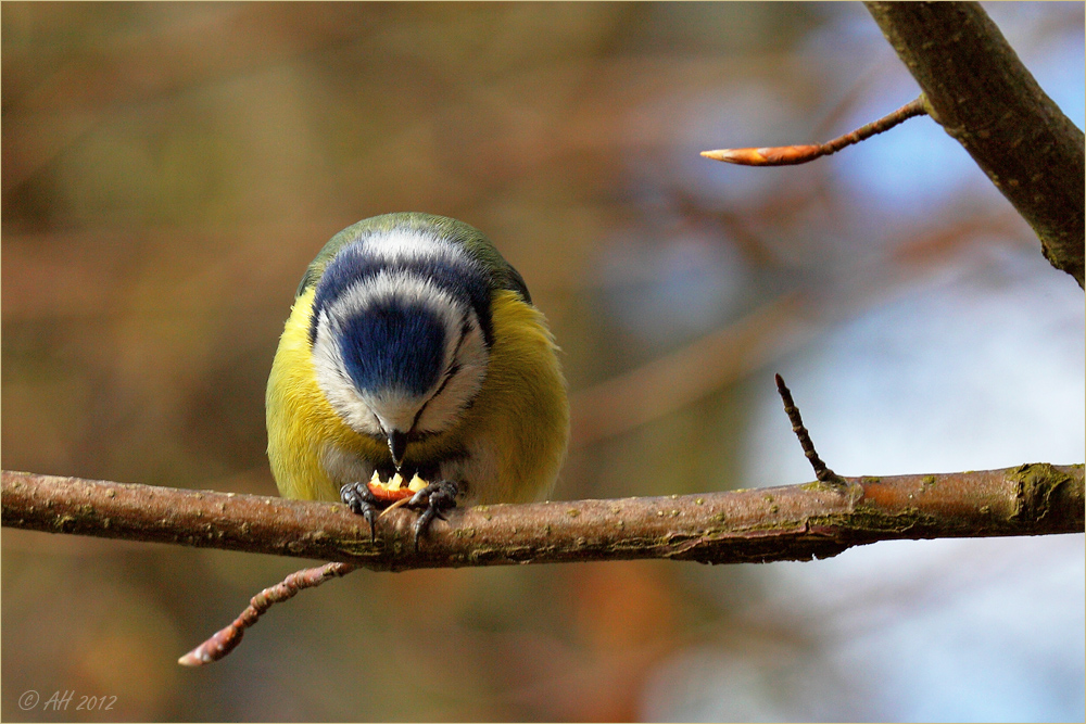 Hmm, wie lecker...!