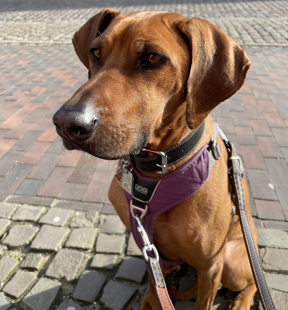 Hmm! Wie war das noch mit dem Beamen? „Scottie beam das Brötchen rüber.“