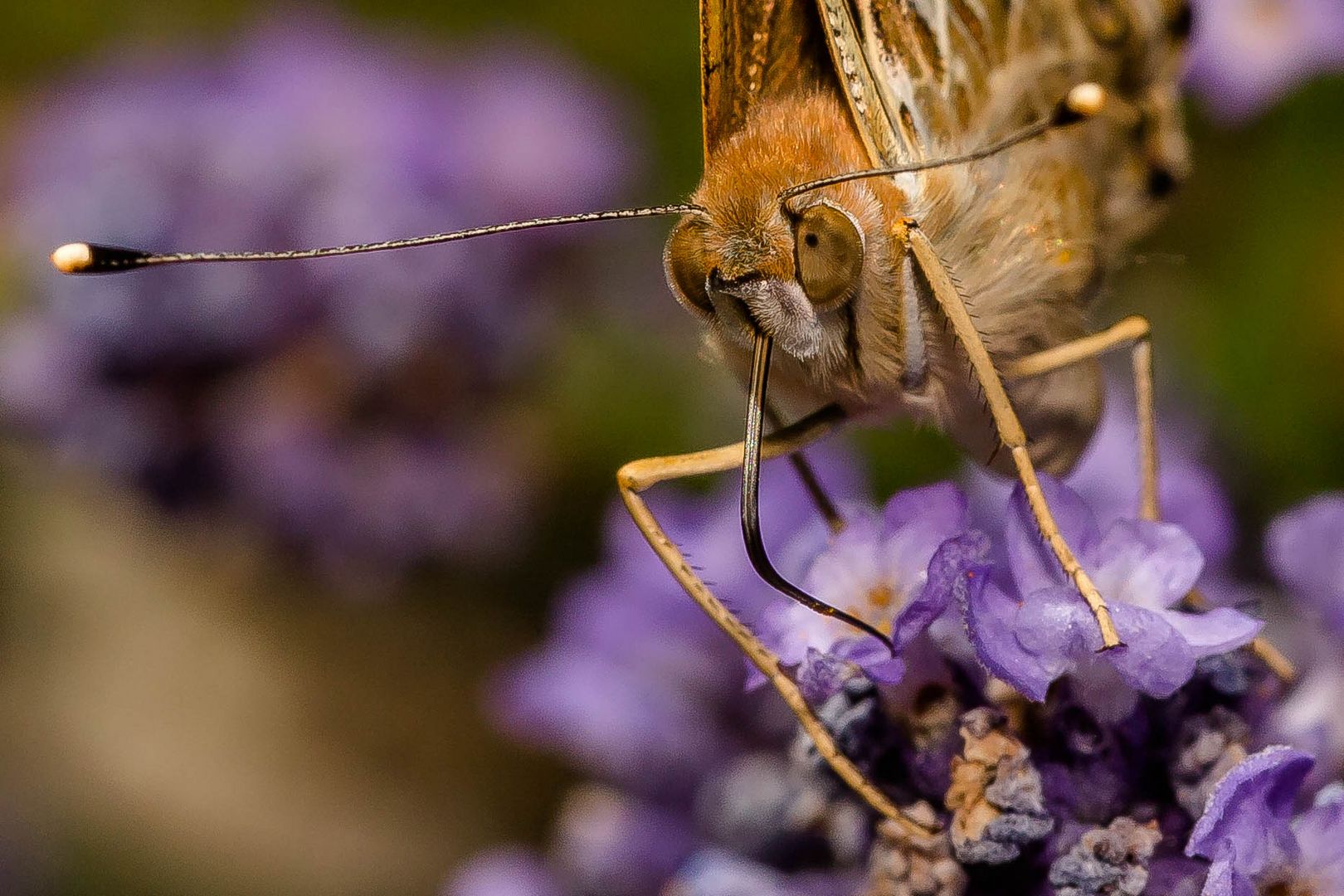 Hmmja, das könnte Lavendel sein