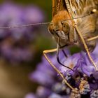 Hmmja, das könnte Lavendel sein