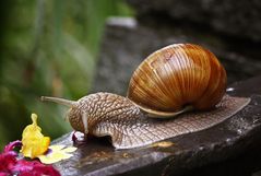 hmm...lecker...frische blüten :-)