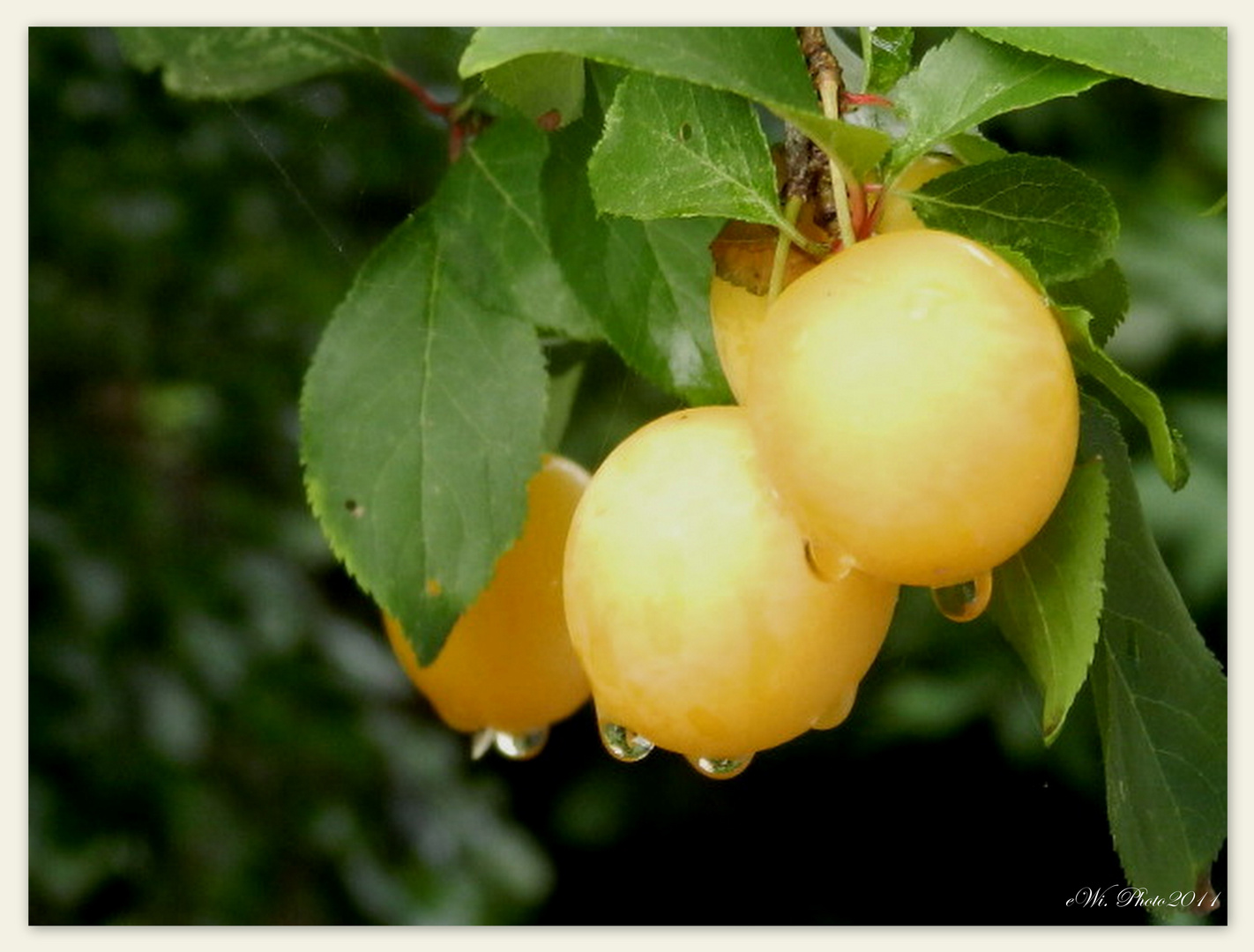 hmmm, das gibt ne Marmelade...