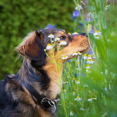 Hmmm, das schnuppert gut.