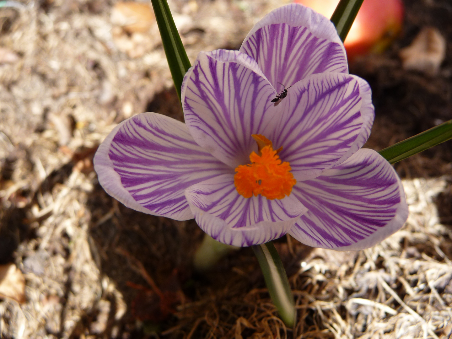 hmmm, endlich kommt der Frühling !!