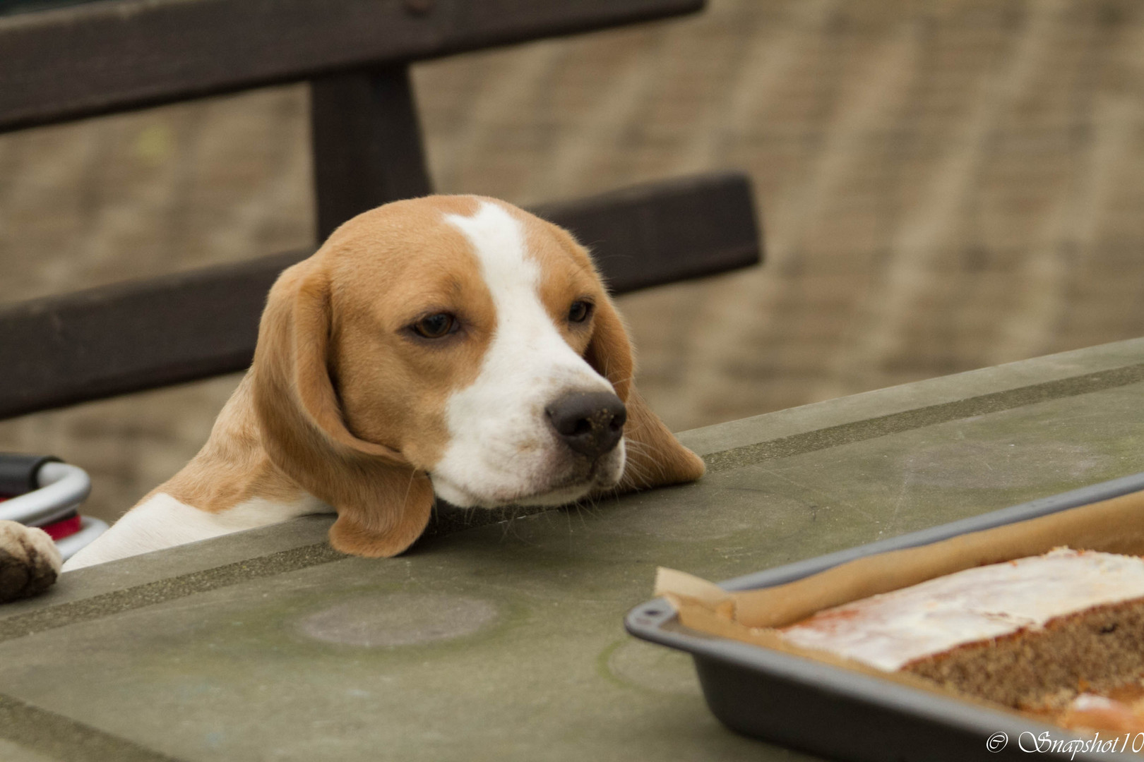 Hmmm, Hundekuchen...