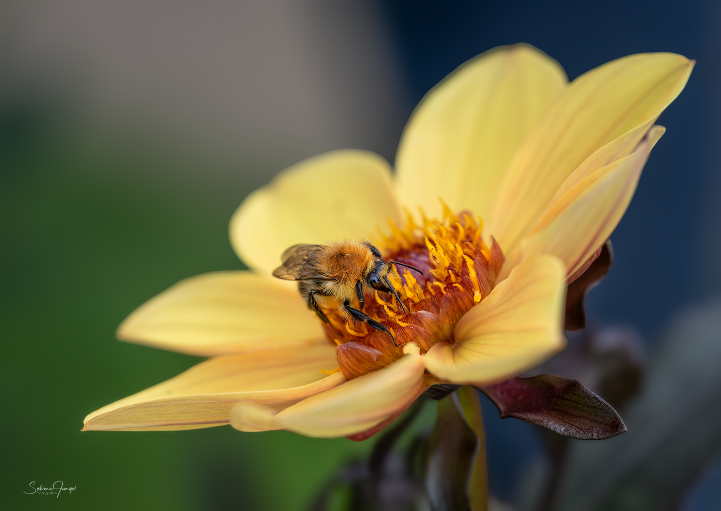 Hmmm... ist der Nektar lecker! Foto &amp; Bild | natur-makros, projekte ...