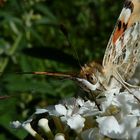 Hmmm, lecker Buddleja!