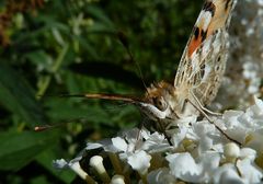 Hmmm, lecker Buddleja!