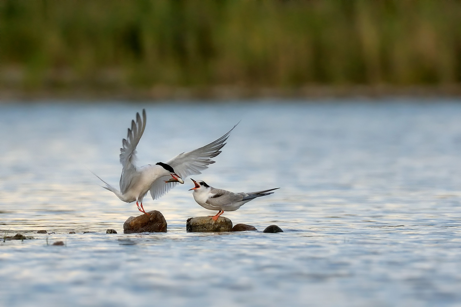 Hmmm, lecker Fisch Foto & Bild | tiere, wildlife, wild ...