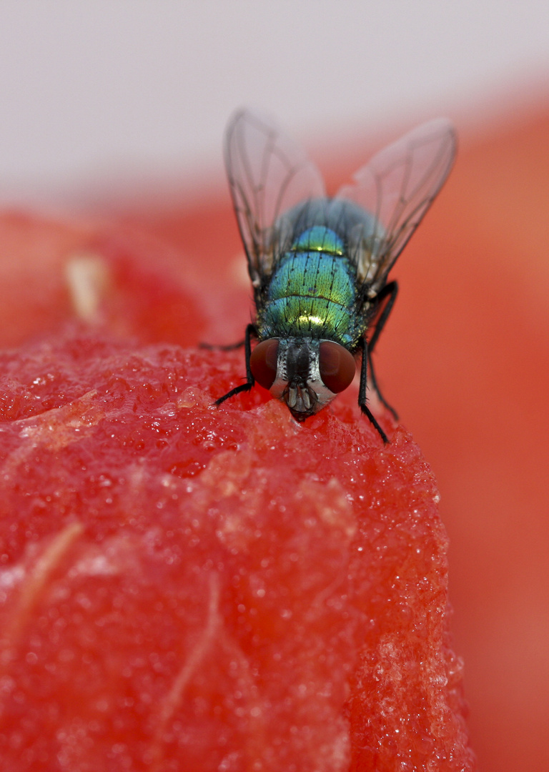 Hmmm, lecker Melone