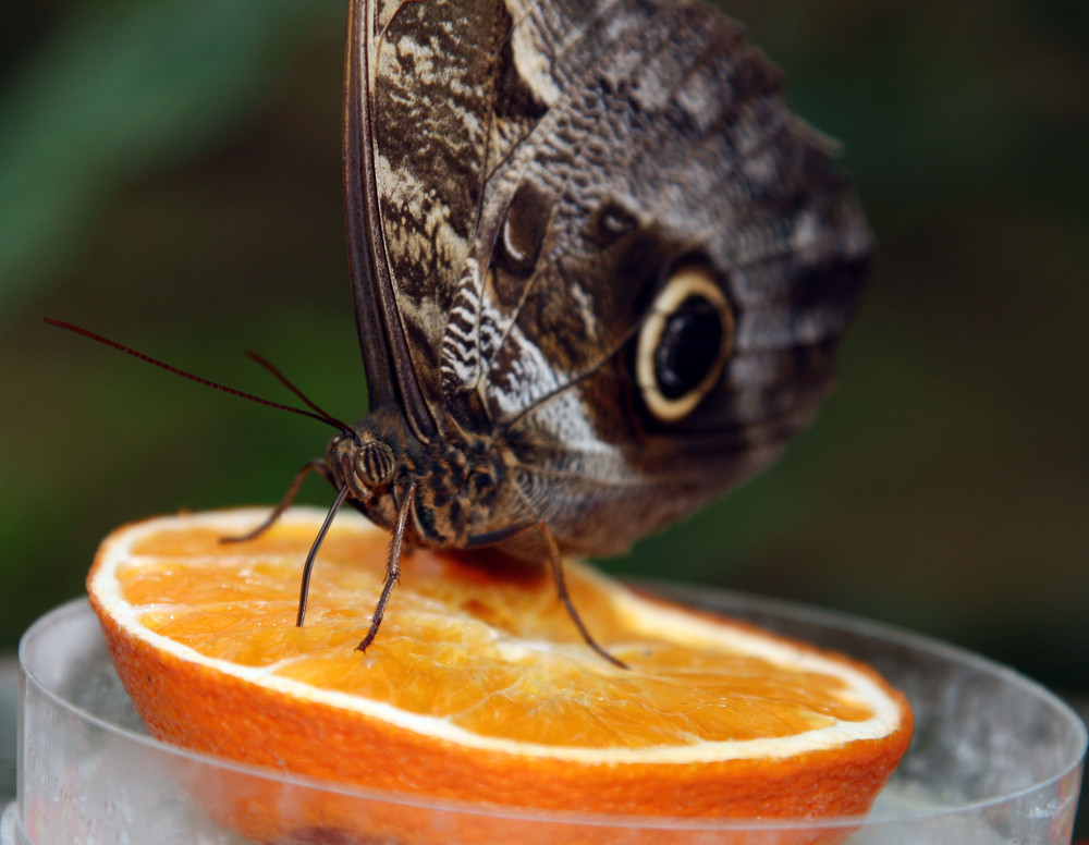 Hmmm, lecker Obst