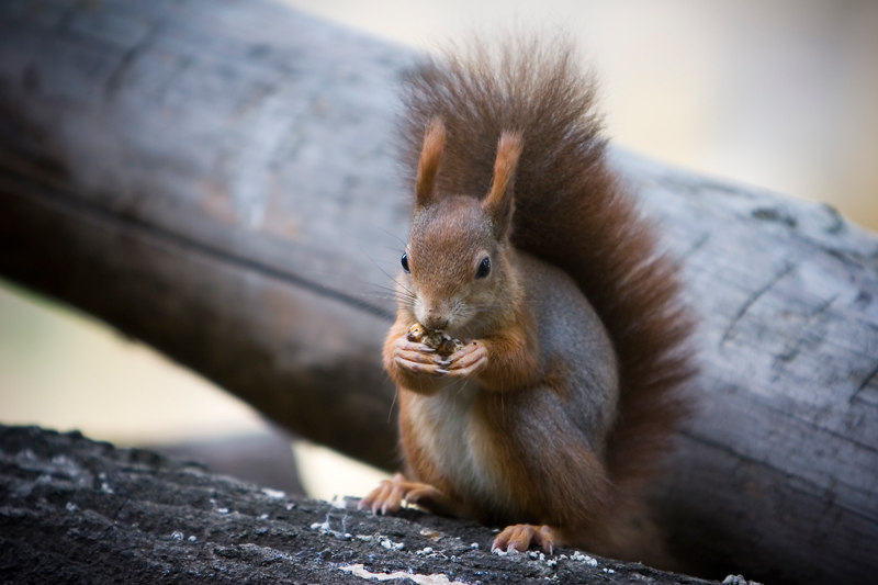 *Hmmm, schmeckt das lecker! IV*