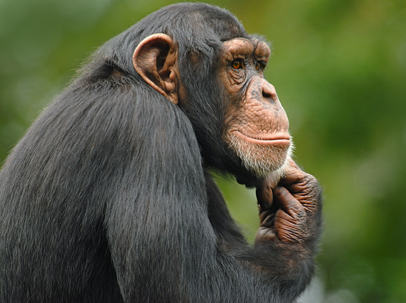 hmmm thinking photo image animals zoos parks falconries