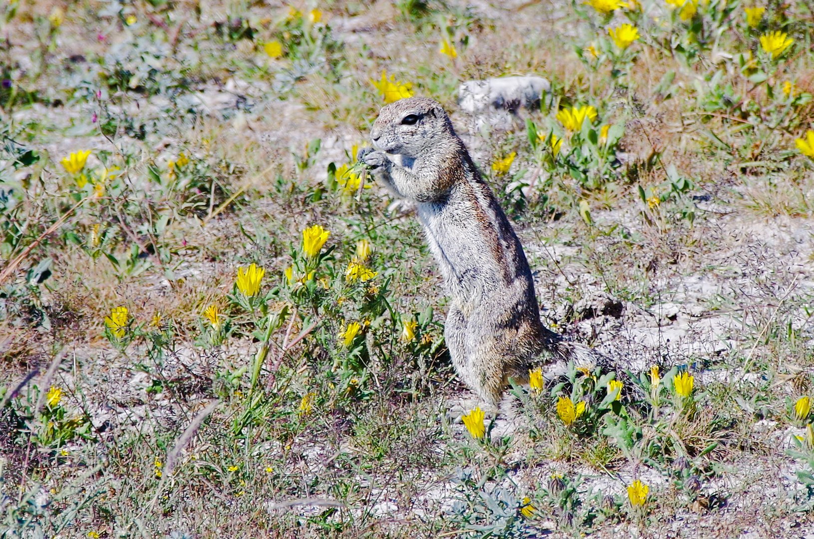 Hmmm...feines Hatziblümchen! - Namibia Serie