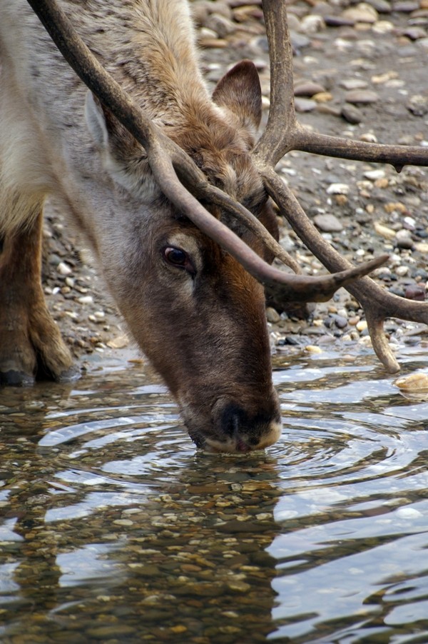 hmmm....lecker Wasser...