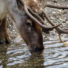 hmmm....lecker Wasser...