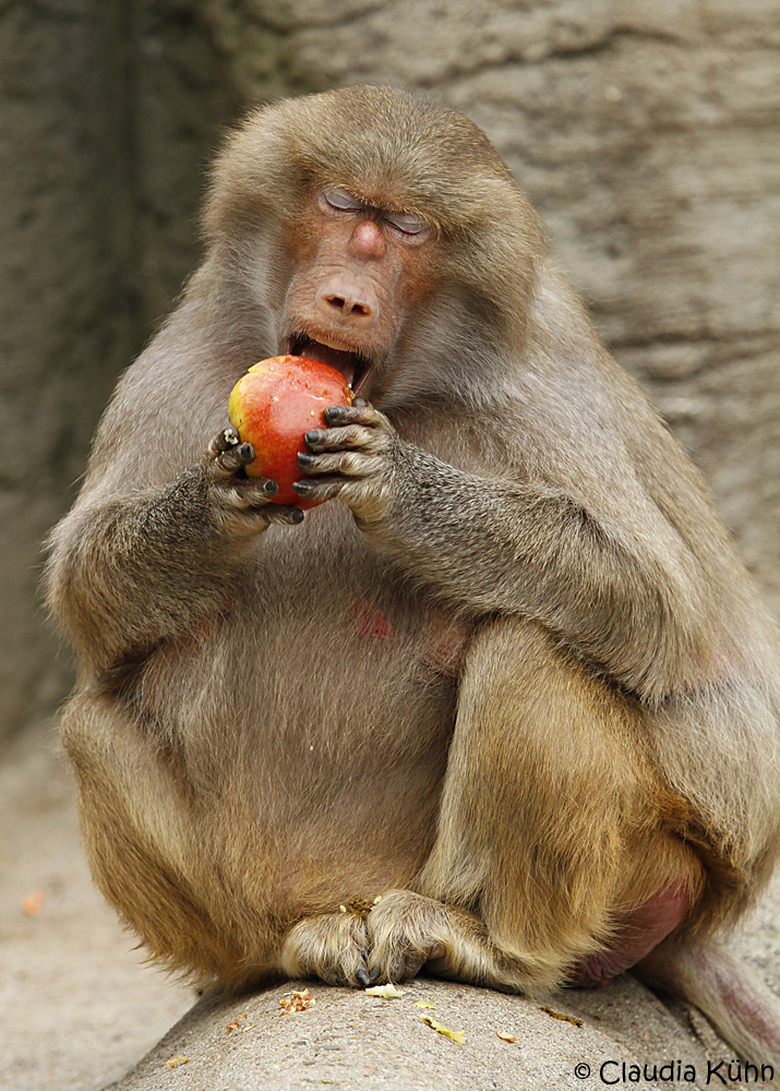 "hmmmm lecker, dieser Apfel"