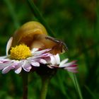 Hmmmm, lecker Gänseblümchen