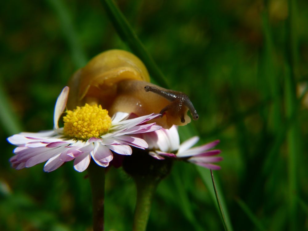 Hmmmm, lecker Gänseblümchen