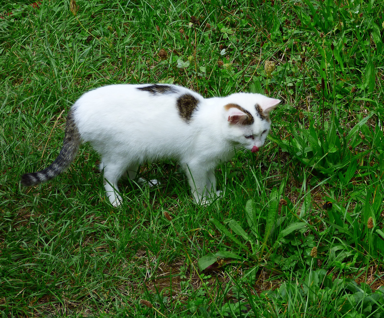 Hmmmm, lecker Hummel!