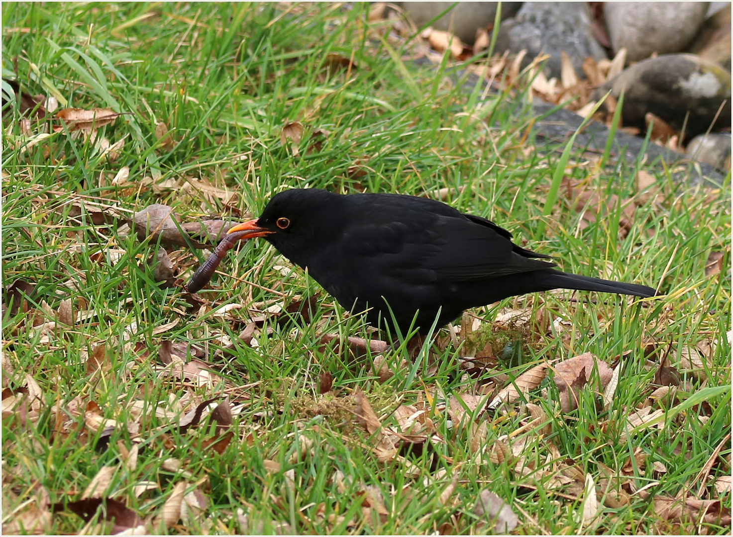 Hmmmmm... lecker Regenwurm.