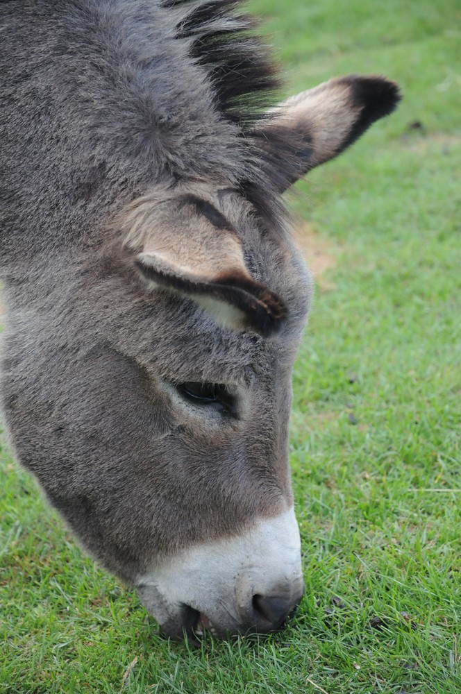 hmmmmm, schmeckt das lecker IA....IA....IA......IA