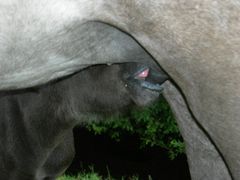 hmmmmmm,lecker Stutenmilch ! Der kleinen schmeckt es.