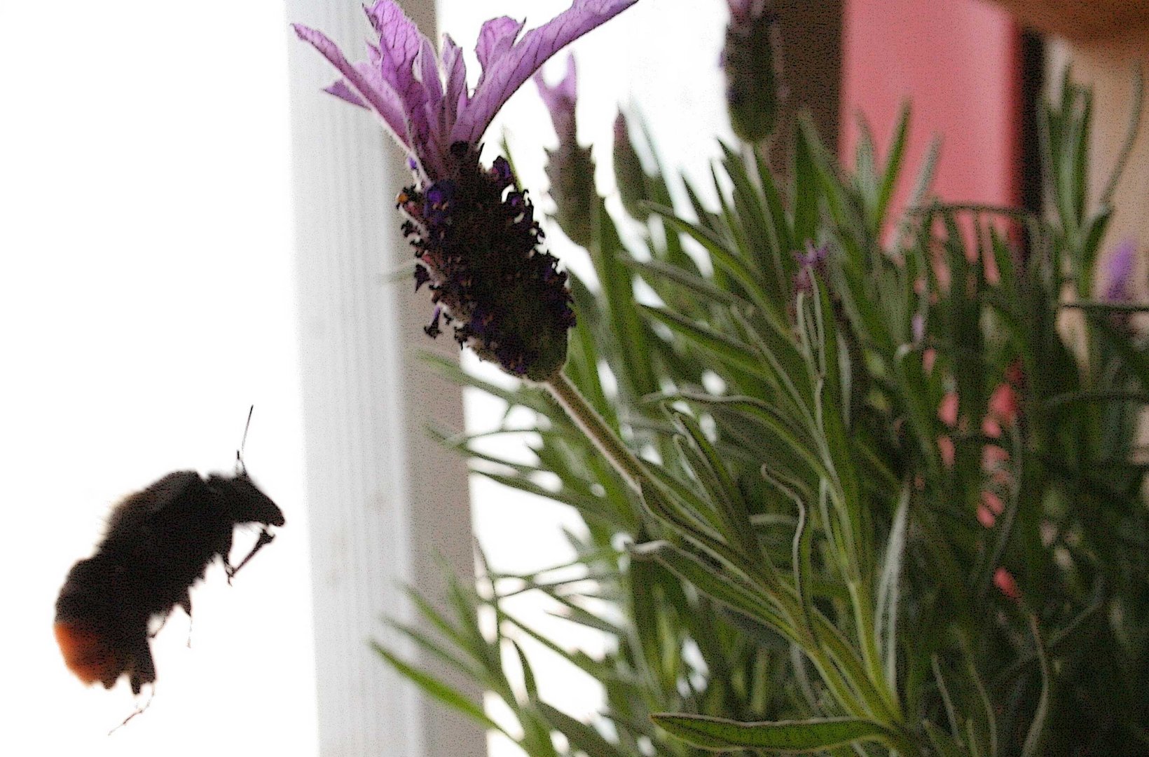 Hmm...wie war das nochmal mit den Bienen und den Blumen