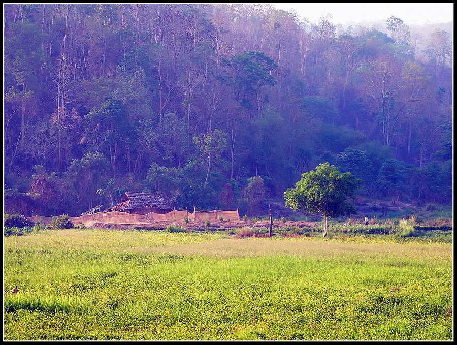 Hmong Farm