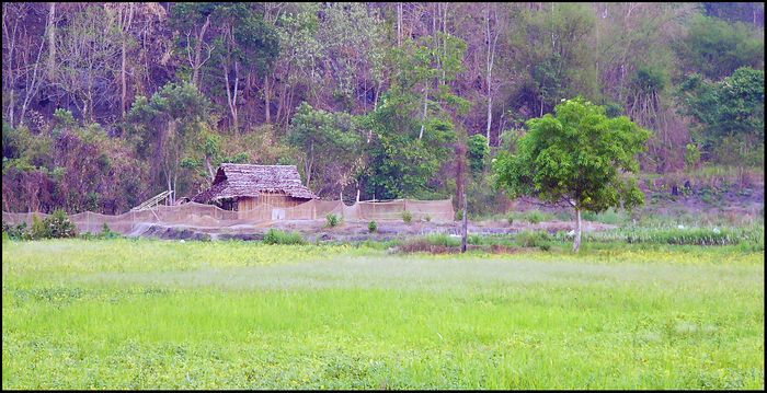 Hmong Farme die 2te