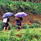 Hmong-Frauen auf dem Heimweg