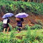 Hmong-Frauen auf dem Heimweg