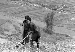 Hmong-Frauen bei der Feldarbeit. Sapa, Vietnam