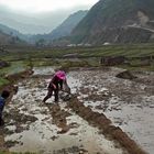 Hmong rice growers