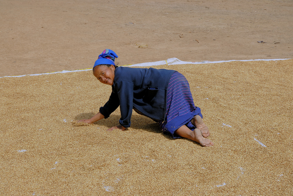 Hmong woman drying sticky rice