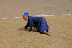 Hmong woman drying sticky rice