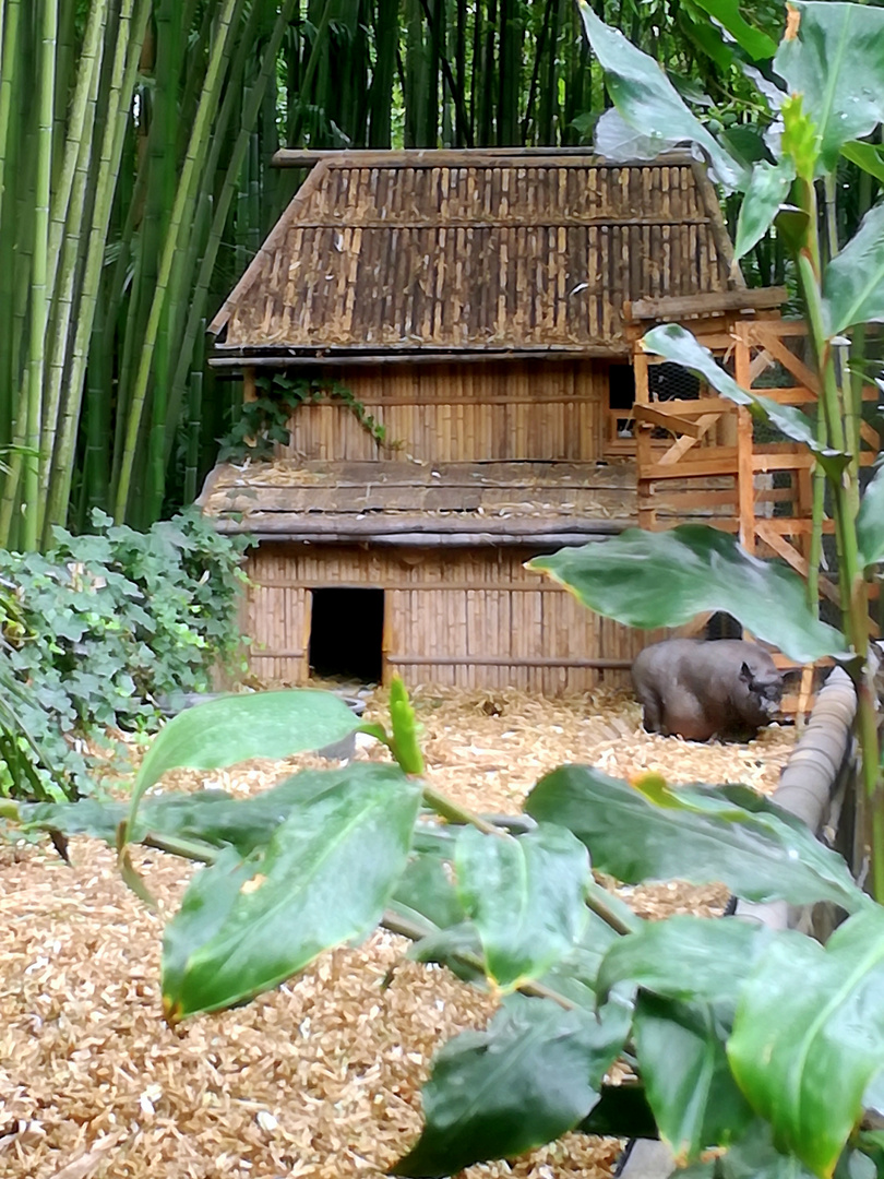 Ho Phi Ban, village laotien dans la Bambouseraie