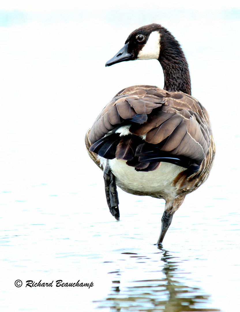 Ho! que l'eau est froide