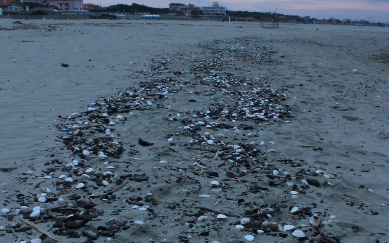 Ho una vasta collezione di conchiglie, che tengo sparse per le spiagge di tutto il mondo. Steven Wri