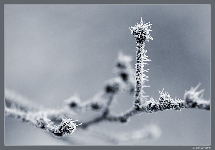 hoarfrost #1