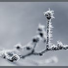 hoarfrost #1