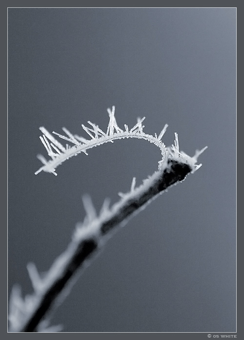 hoarfrost #2