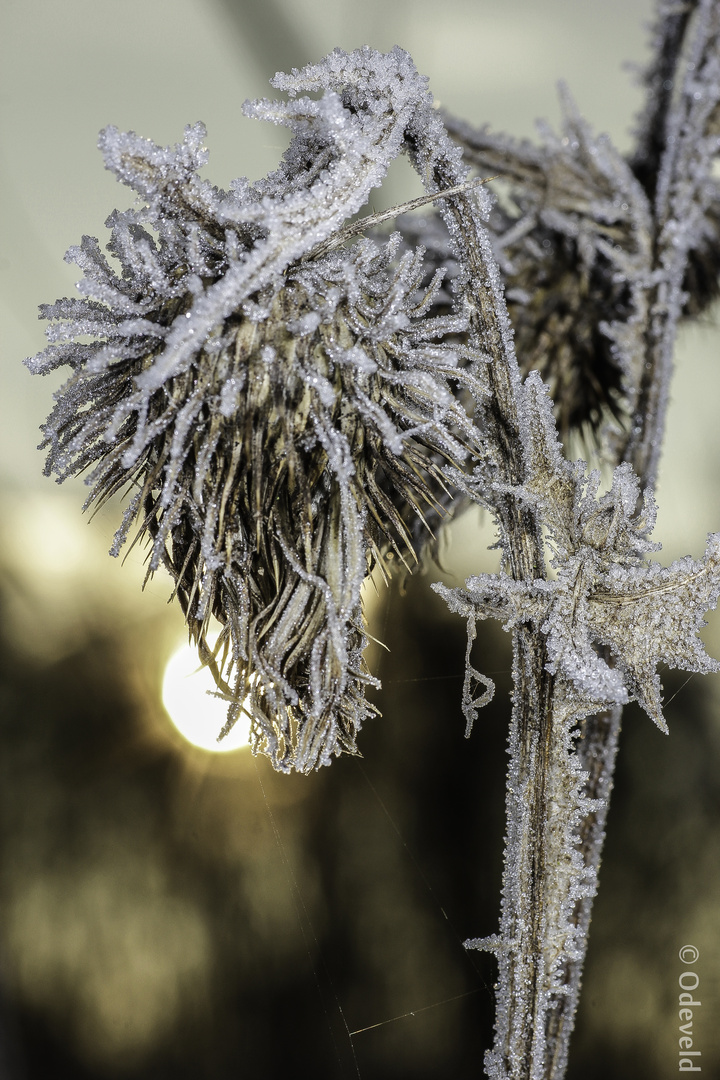 Hoarfrost on spear thistle (Cirsium vulgare) in the mornig backlight!