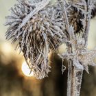 Hoarfrost on spear thistle (Cirsium vulgare) in the mornig backlight!