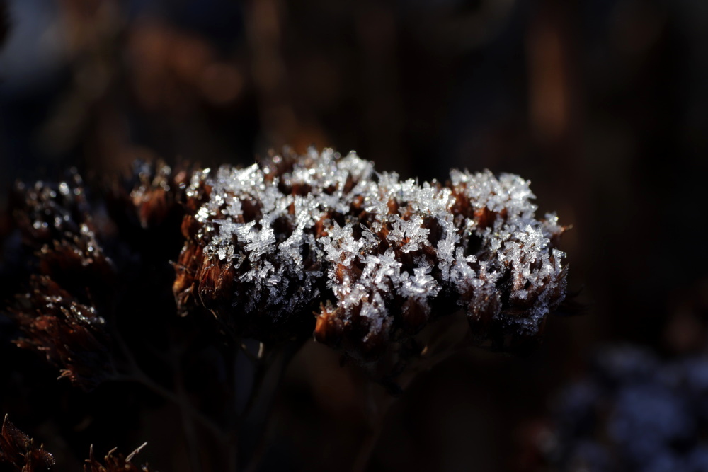 Hoarfrost on the 02/01/2020