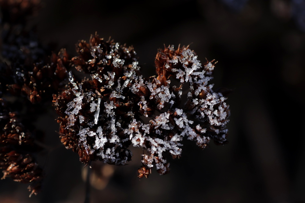 Hoarfrost on the 02/01/2020