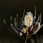 Hoarfrost on the 18/02/2019