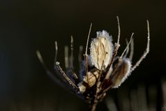 Hoarfrost on the 18/02/2019