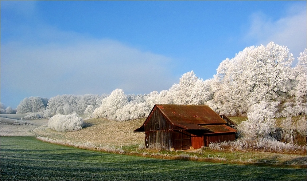 hoary hut