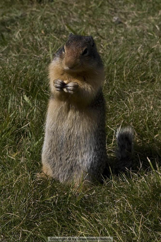 Hoary Marmot im Glacier National Park, Kanada